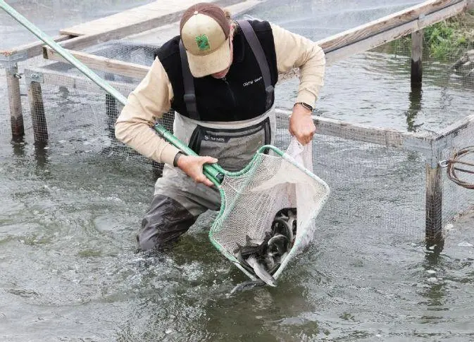 Hatchery fish fuel strong steelhead returns in Upper Deschutes Basin 