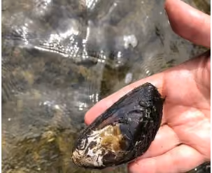 Environmental group sues to protect native Western ridged mussel
