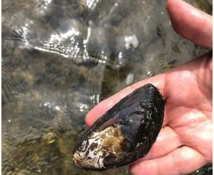 Environmental group sues to protect native Western ridged mussel