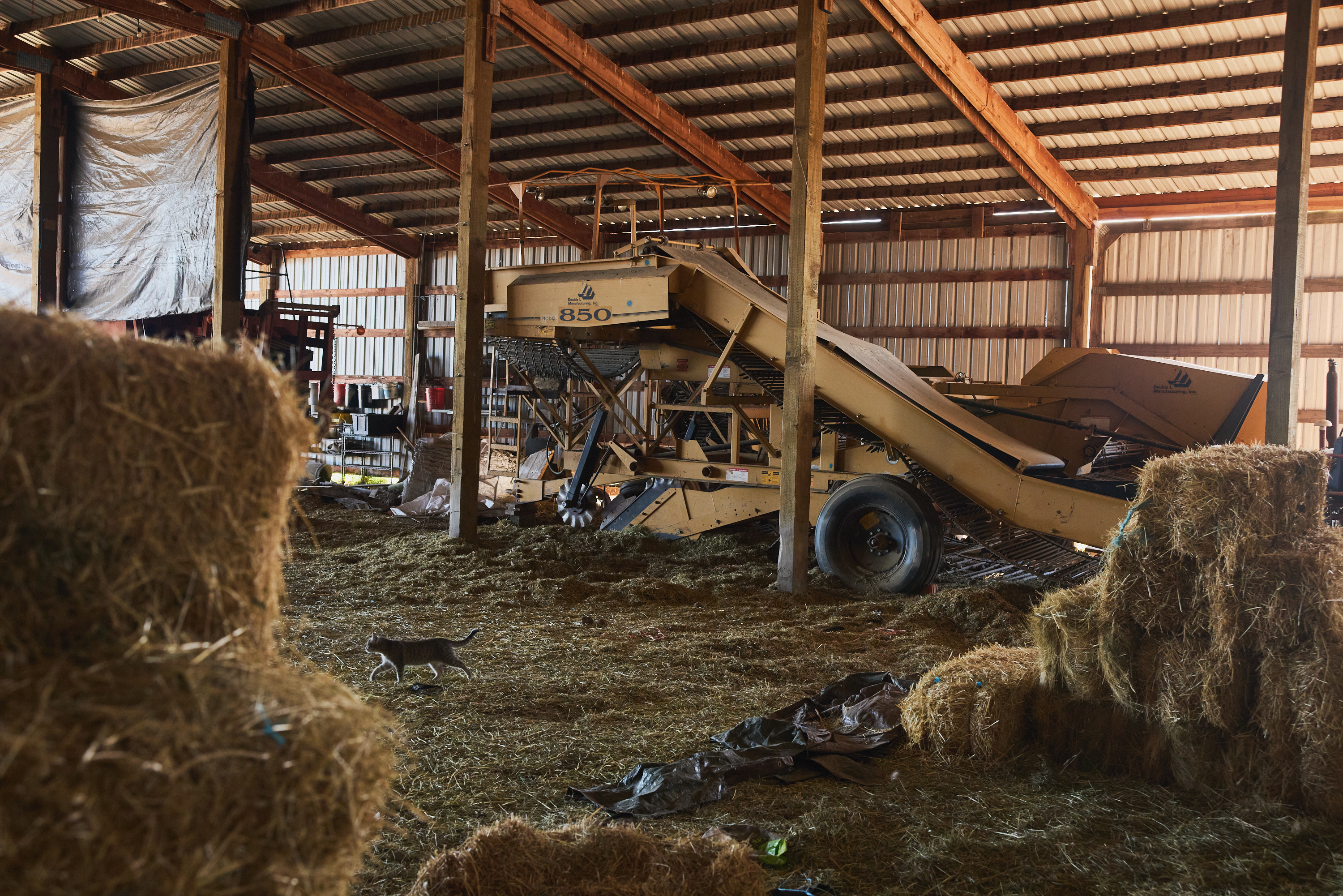 The interior of a barn where a large harvester sits, surrounded by hay bales and a cat walking by.