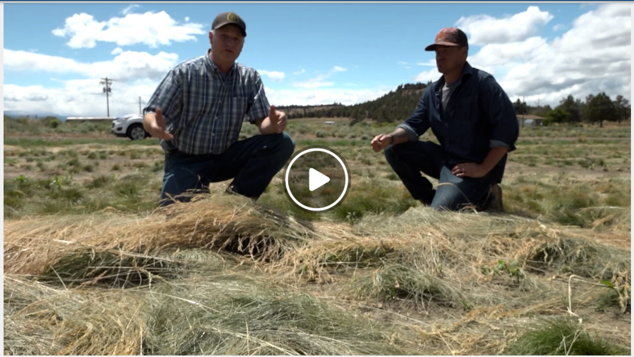 Central Oregon Daily News: Hundreds of local farmers are losing water as curtailments of junior rights take hold