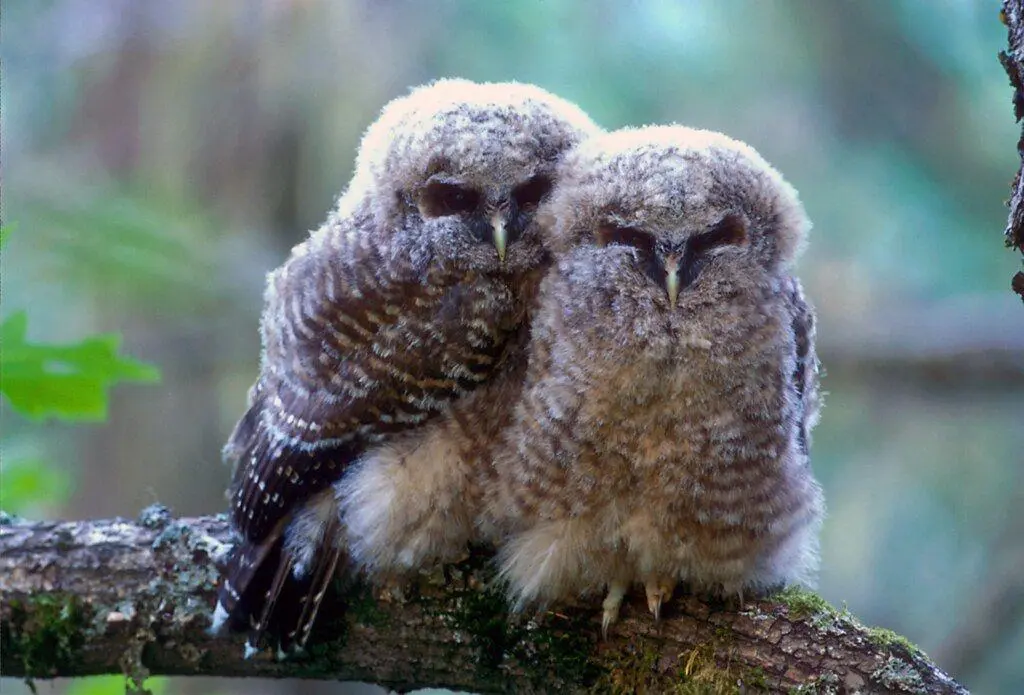Bend Bulletin: The feds no longer protect endangered species habitat. States say they can’t pick up the slack.