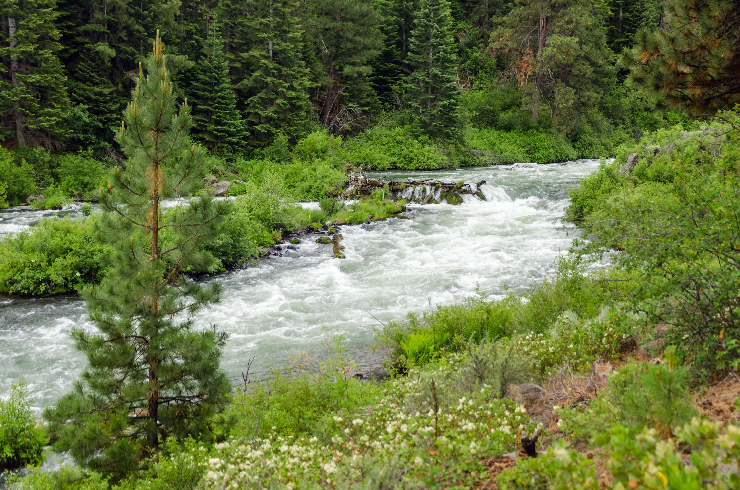 Measuring the Pulse of the Upper Deschutes: 2025 Fisheries Monitoring Update