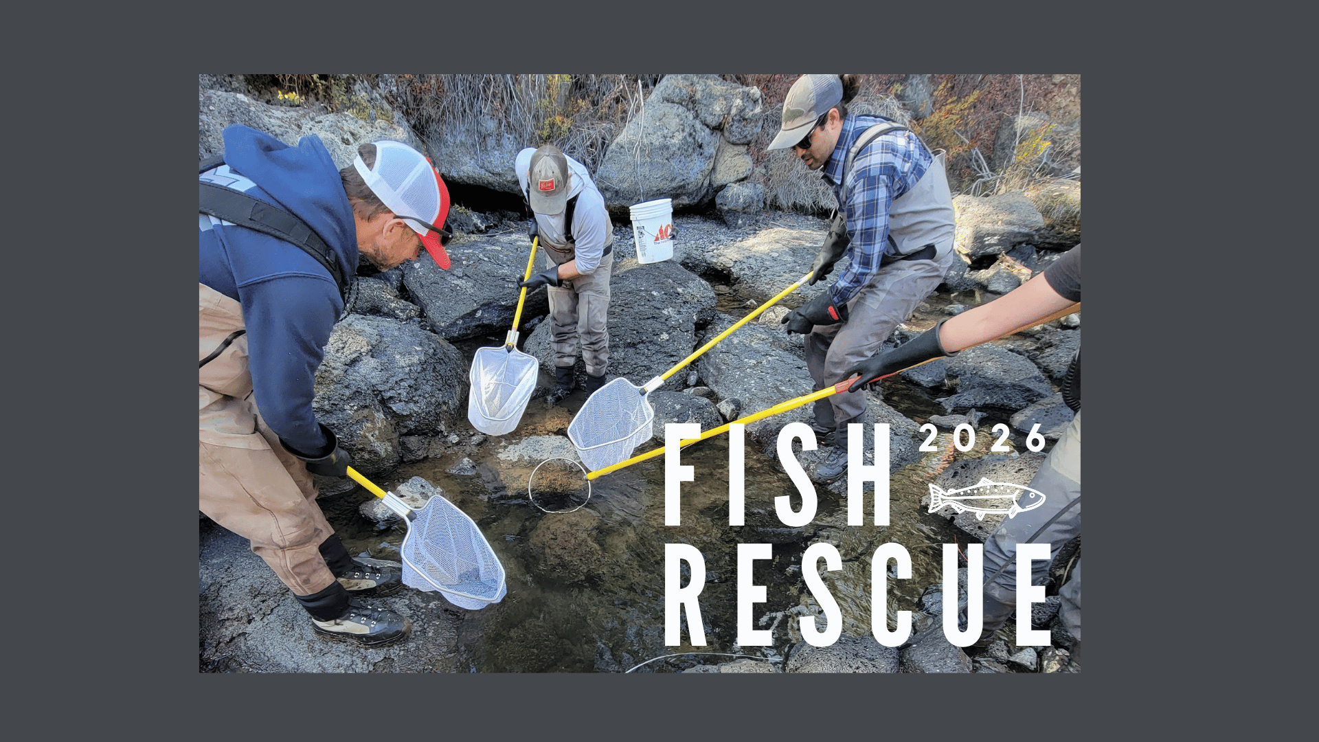 2026 Fall Fish Rescue on the Upper Deschutes near Lava Island