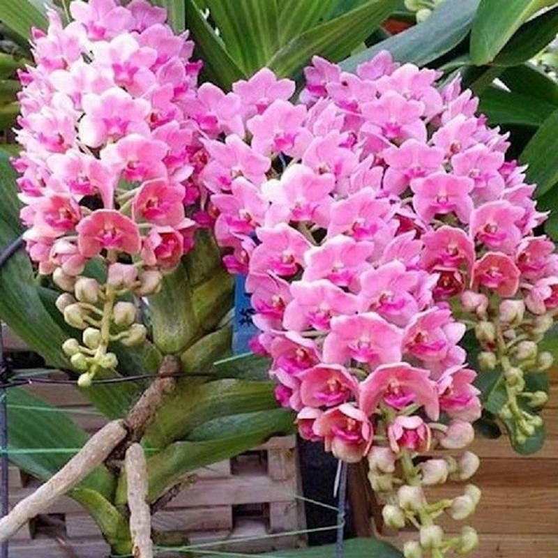 Lan ngọc điểm màu hồng sen