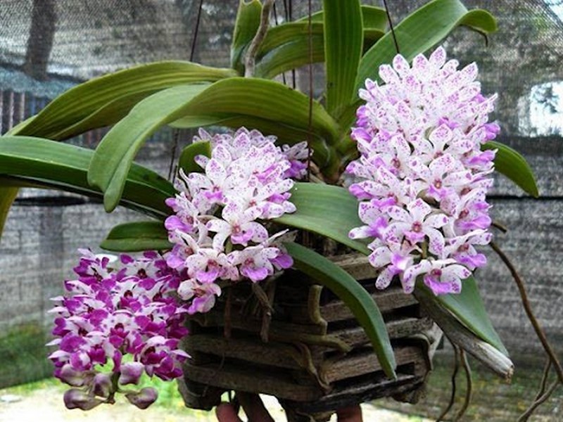 Lan ngọc điểm màu đốm