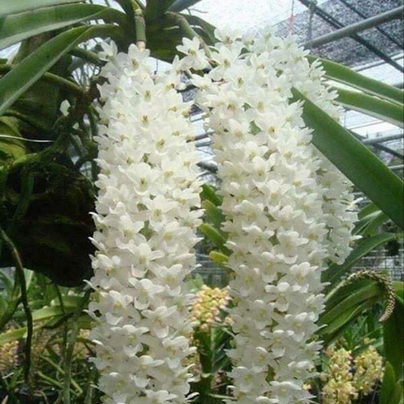 Lan ngọc điểm màu trắng