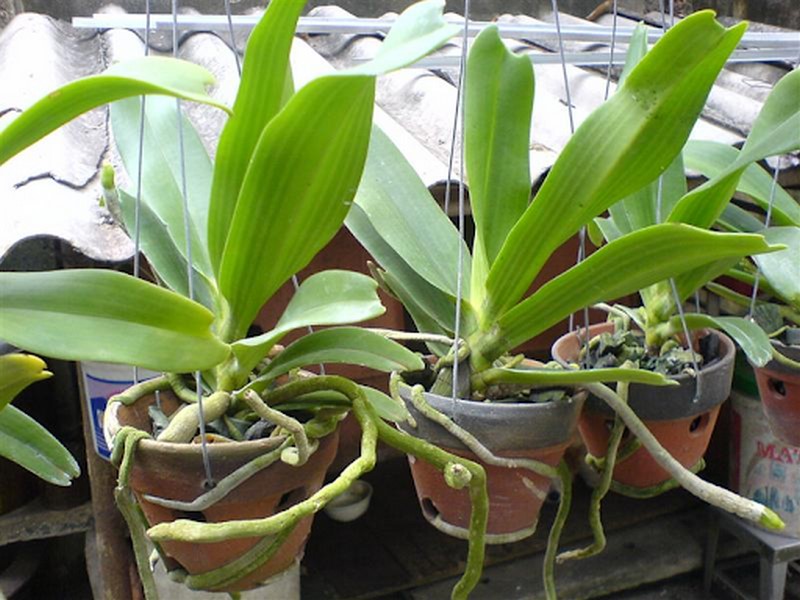 Cách trồng lan ngọc điểm mới mua về vào chậu