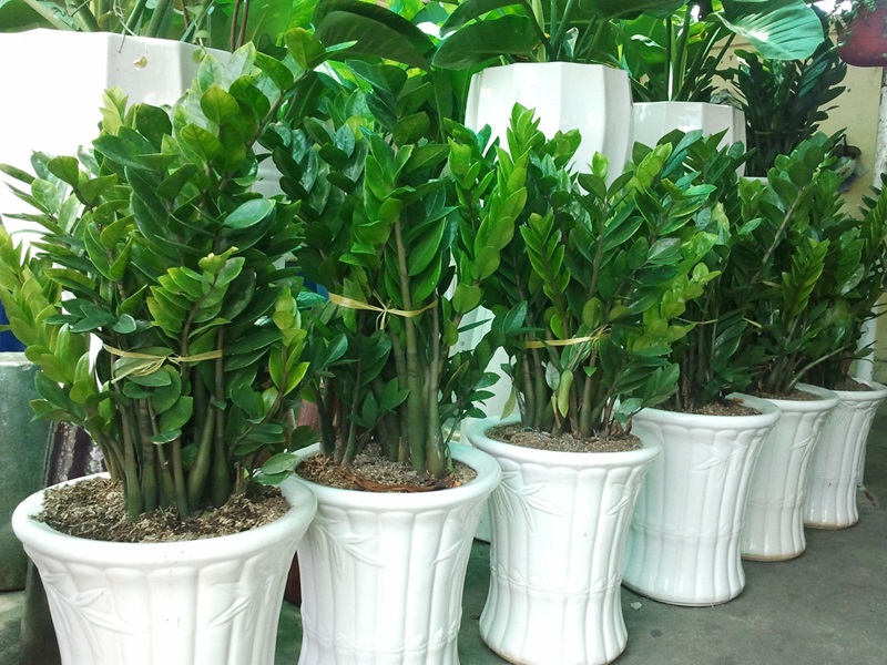 Để cây kim tiền phát triển nhanh chóng và cho ra hoa bạn cần bón phân hợp lý