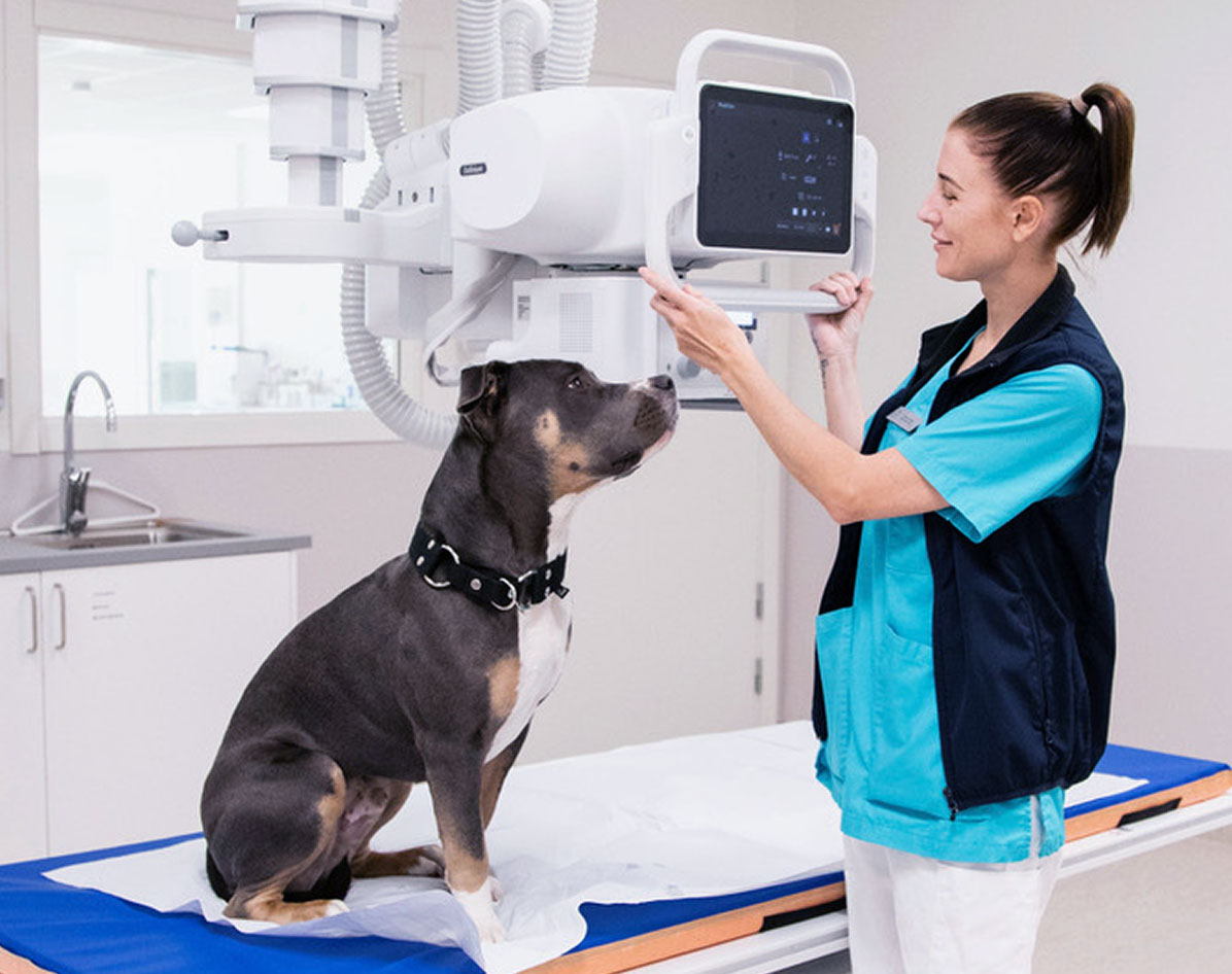 Veterinary technician adjusting x-ray machine while a dog sits on the exam table.