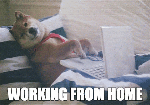 funny GIF of a dog laid on a sofa working on a laptop