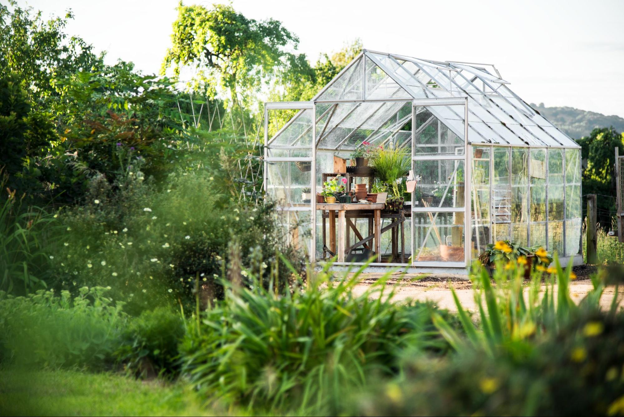 A glass greenhouse in a home garden with lots of plants.