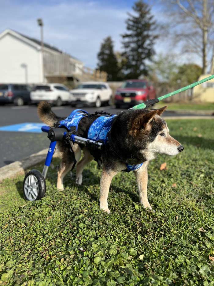 Dog using a custom wheelchair cart for mobility support at Alpha Animal Rehab & Fitness