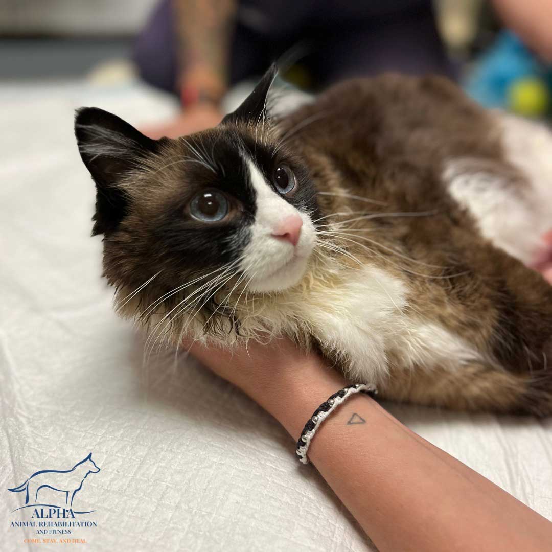 Close-up of cat resting on blanket during rehabilitation care