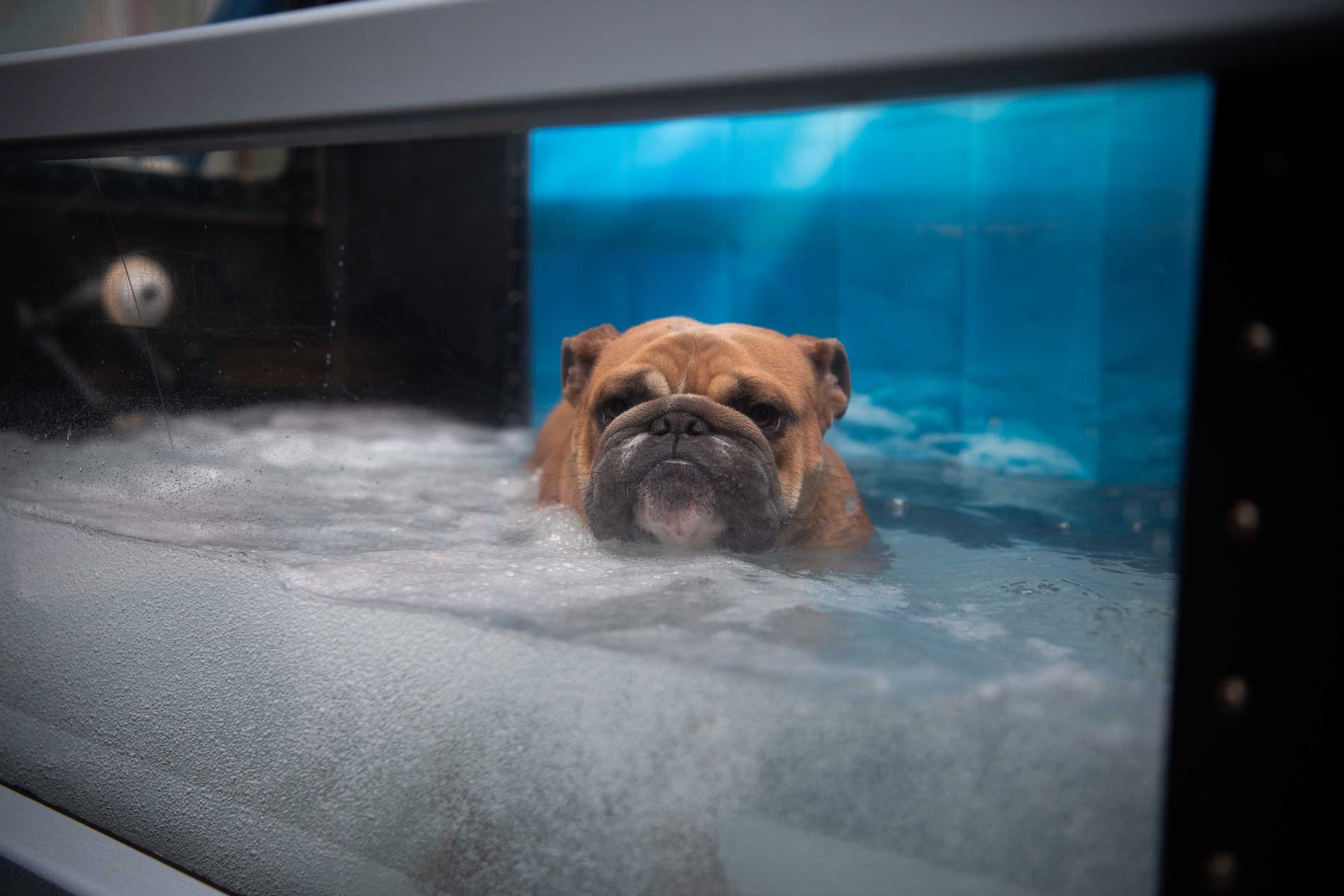 Close-up of a dog on underwater treadmill with gentle water level