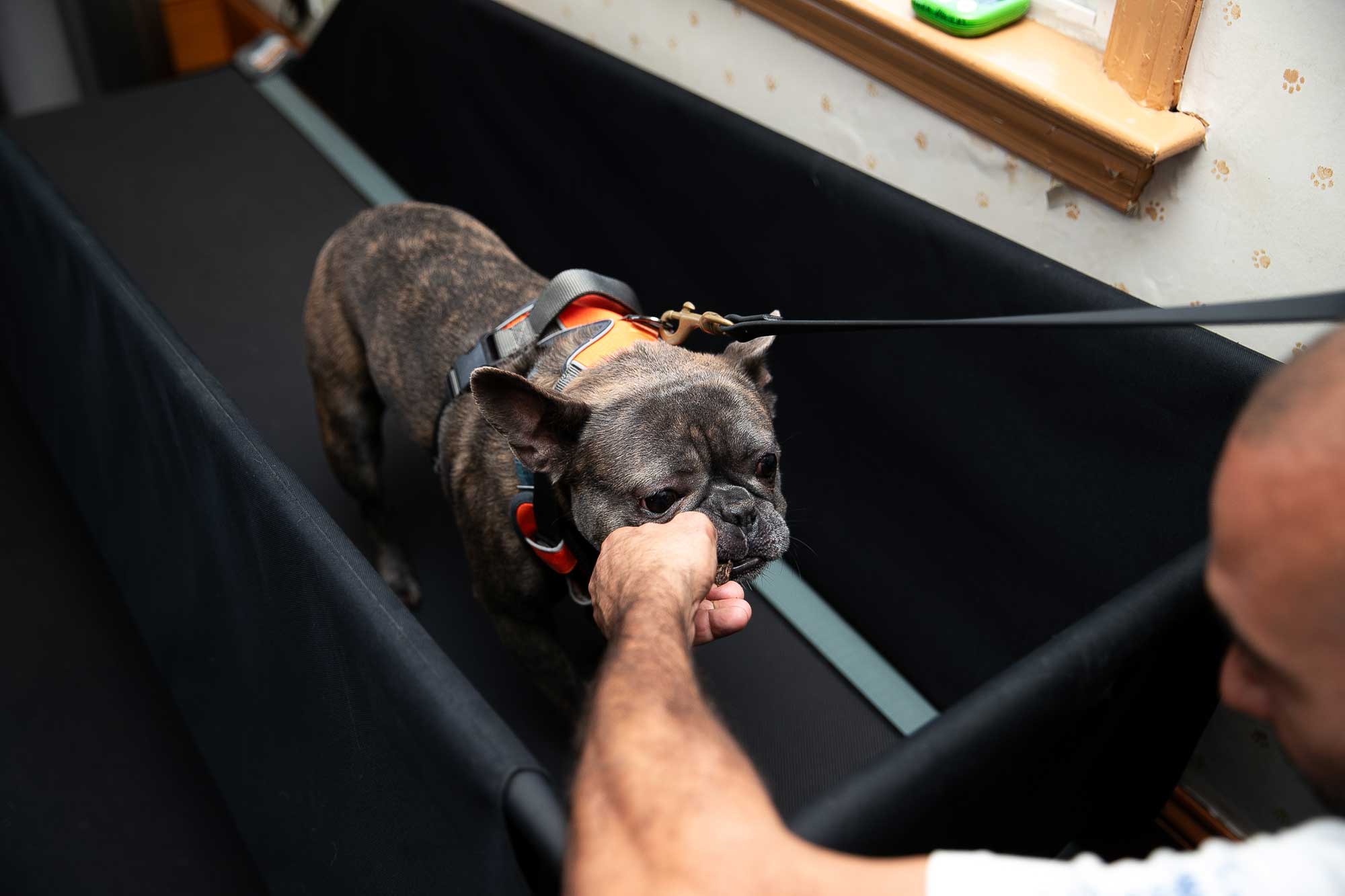 Senior French Bulldog using a treadmill for low-impact exercise therapy