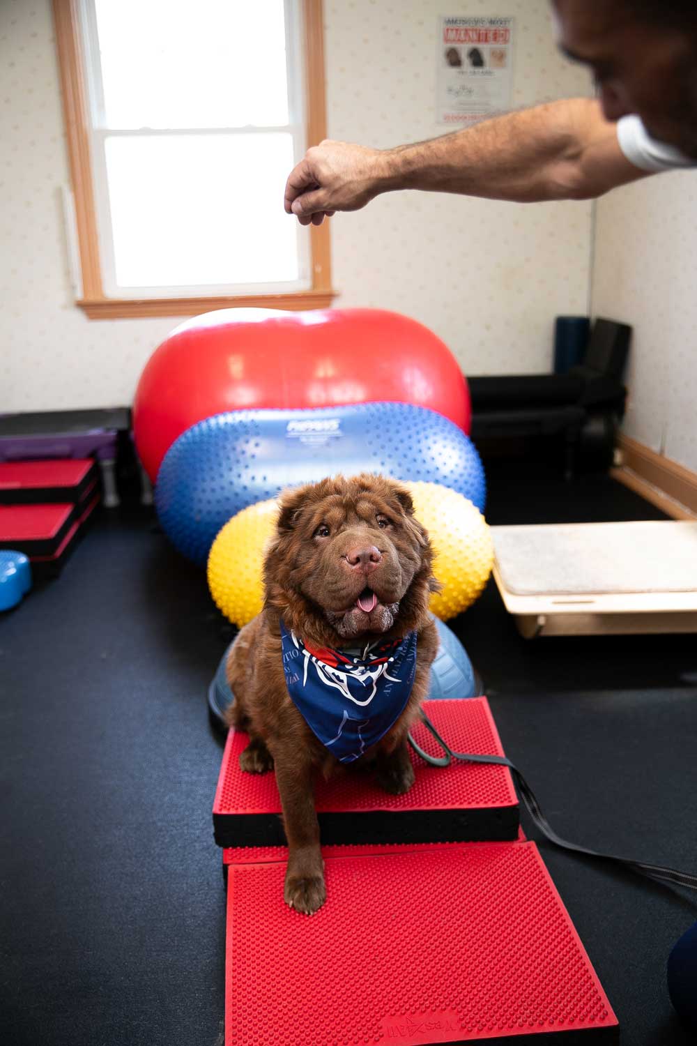 Senior dog standing on balance and strength training equipment during rehab session