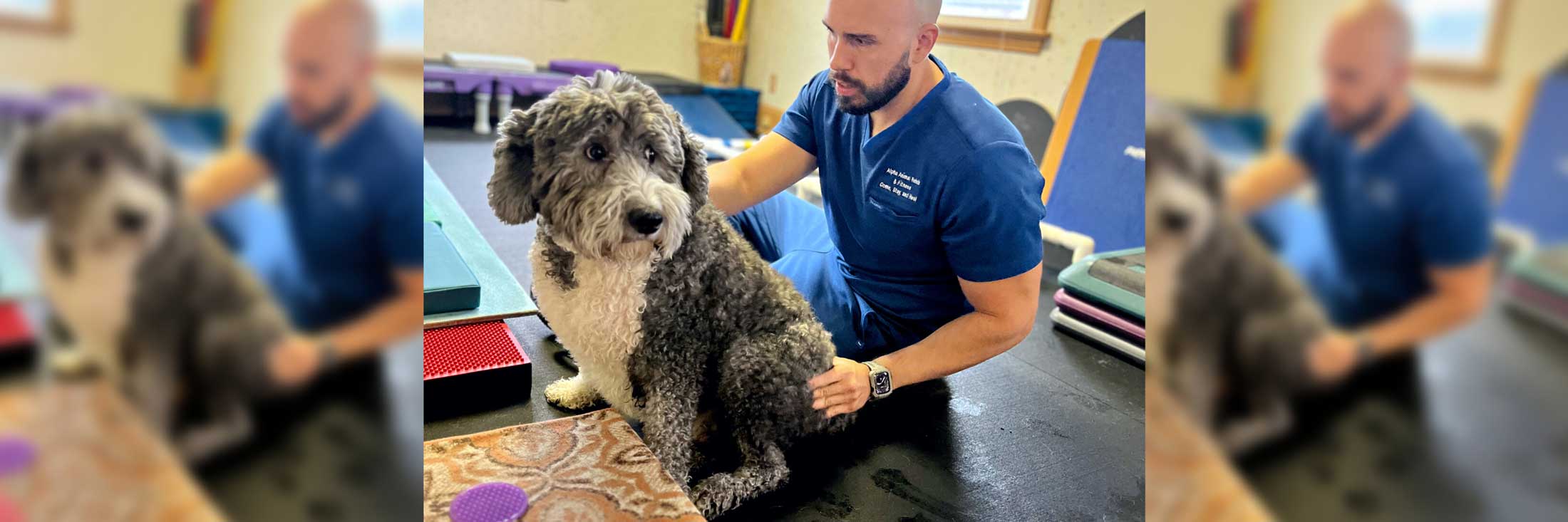 Dog receiving manual therapy session from rehabilitation specialist at Alpha Animal Rehab & Fitness