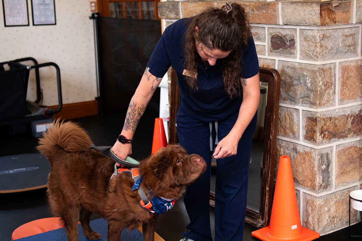 Senior French Bulldog using a treadmill for low-impact exercise therapy