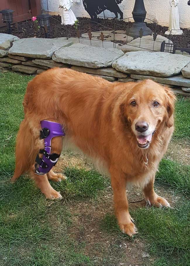 Golden Retriever wearing a custom leg brace for stability and support