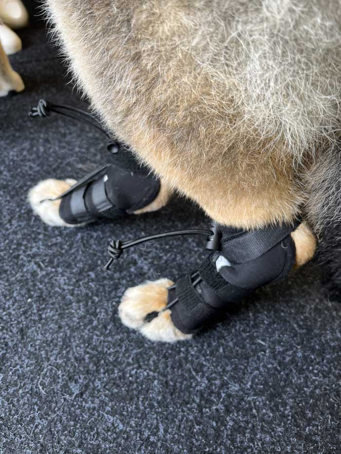 Close-up of dog’s legs fitted with orthopedic braces for joint support