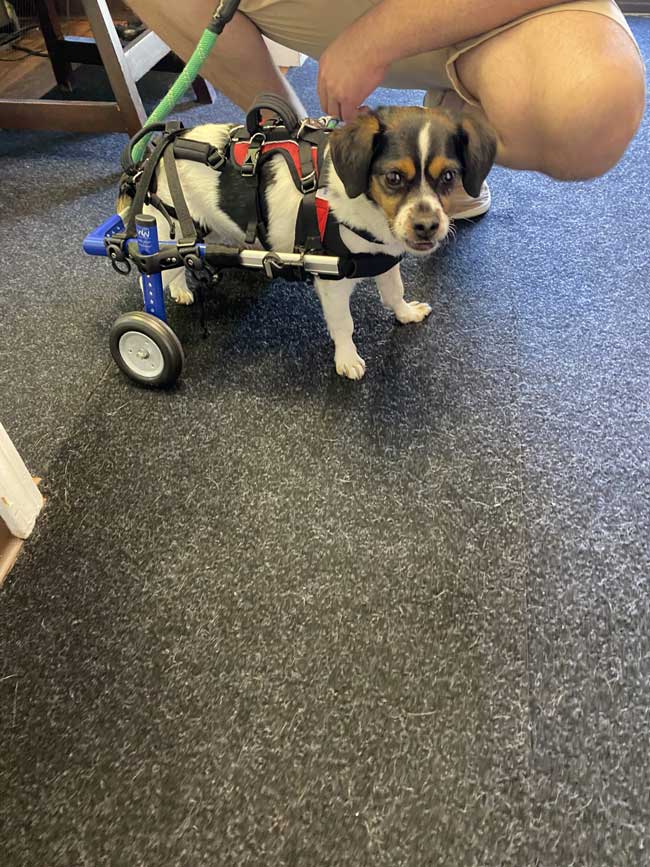 Small dog using a wheelchair cart for mobility support during indoor therapy