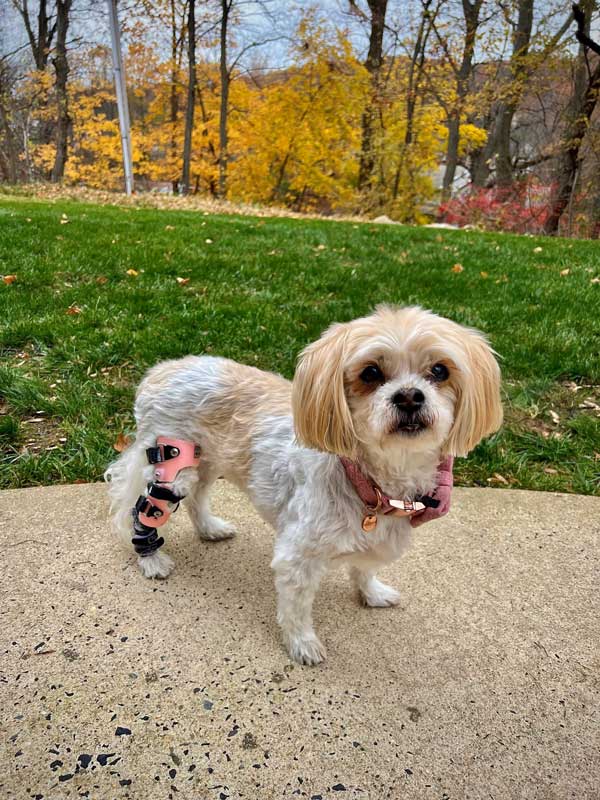 Small white dog wearing pink orthopedic leg brace while standing outdoors