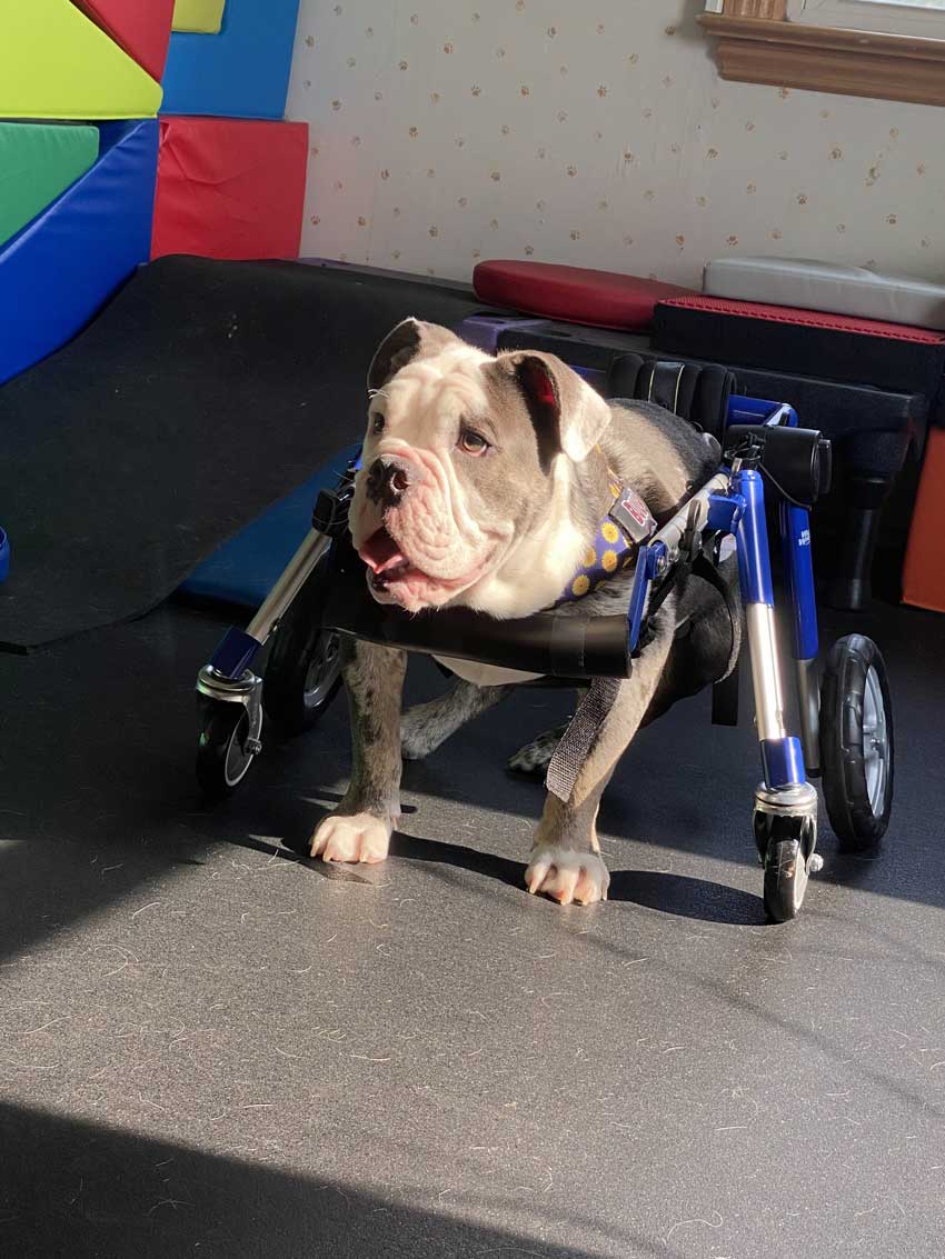 Bulldog using blue wheelchair cart indoors during rehabilitation session