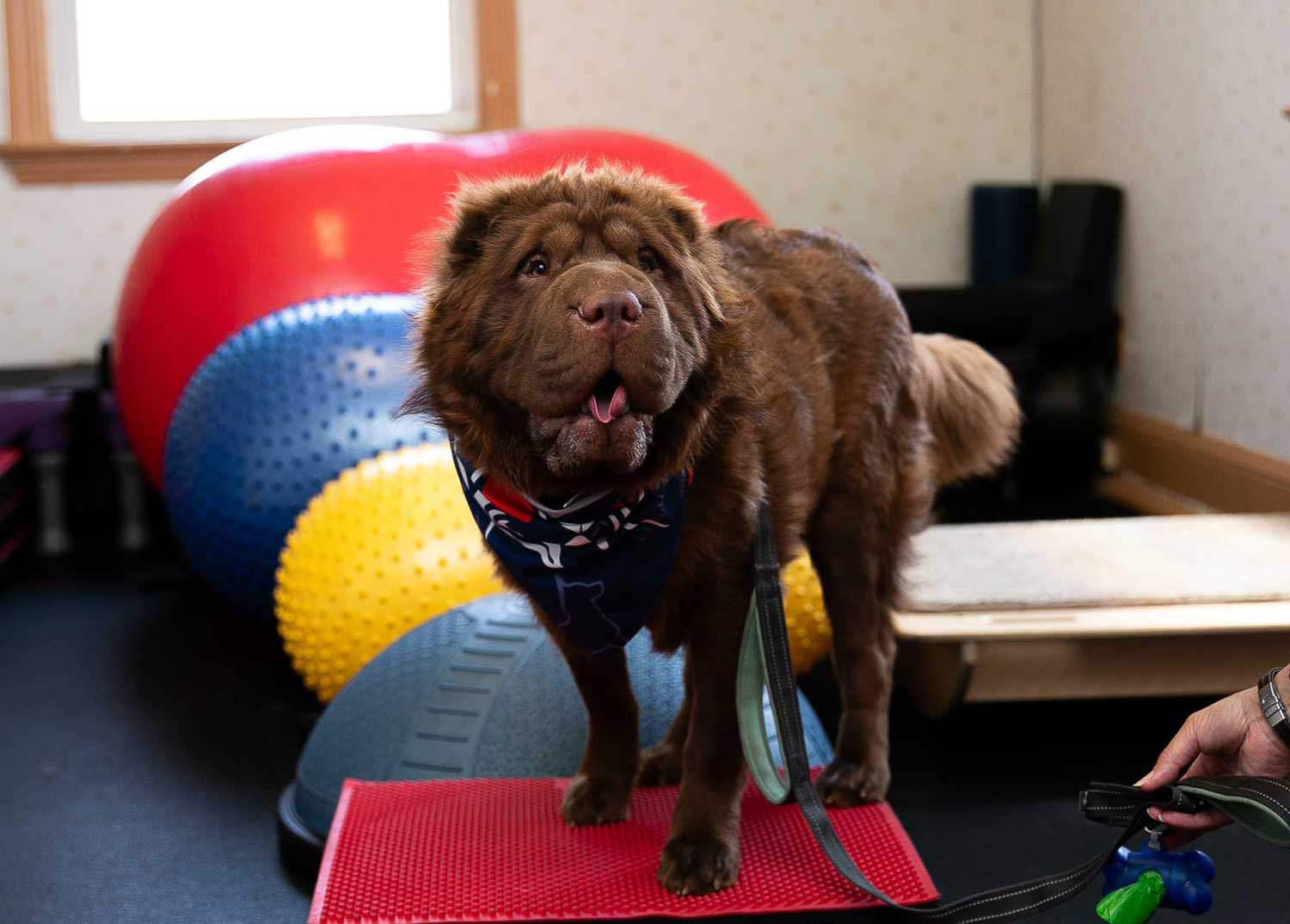 Dog standing on rehab step pads and balance balls during evaluation