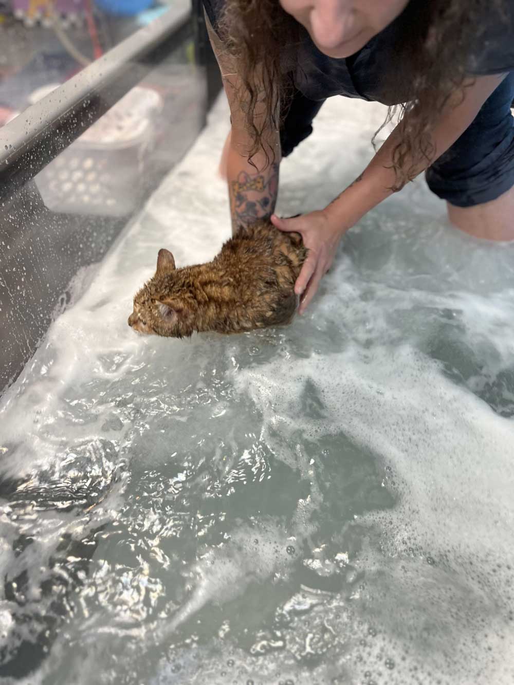 Cat receiving underwater treadmill therapy with veterinary therapist