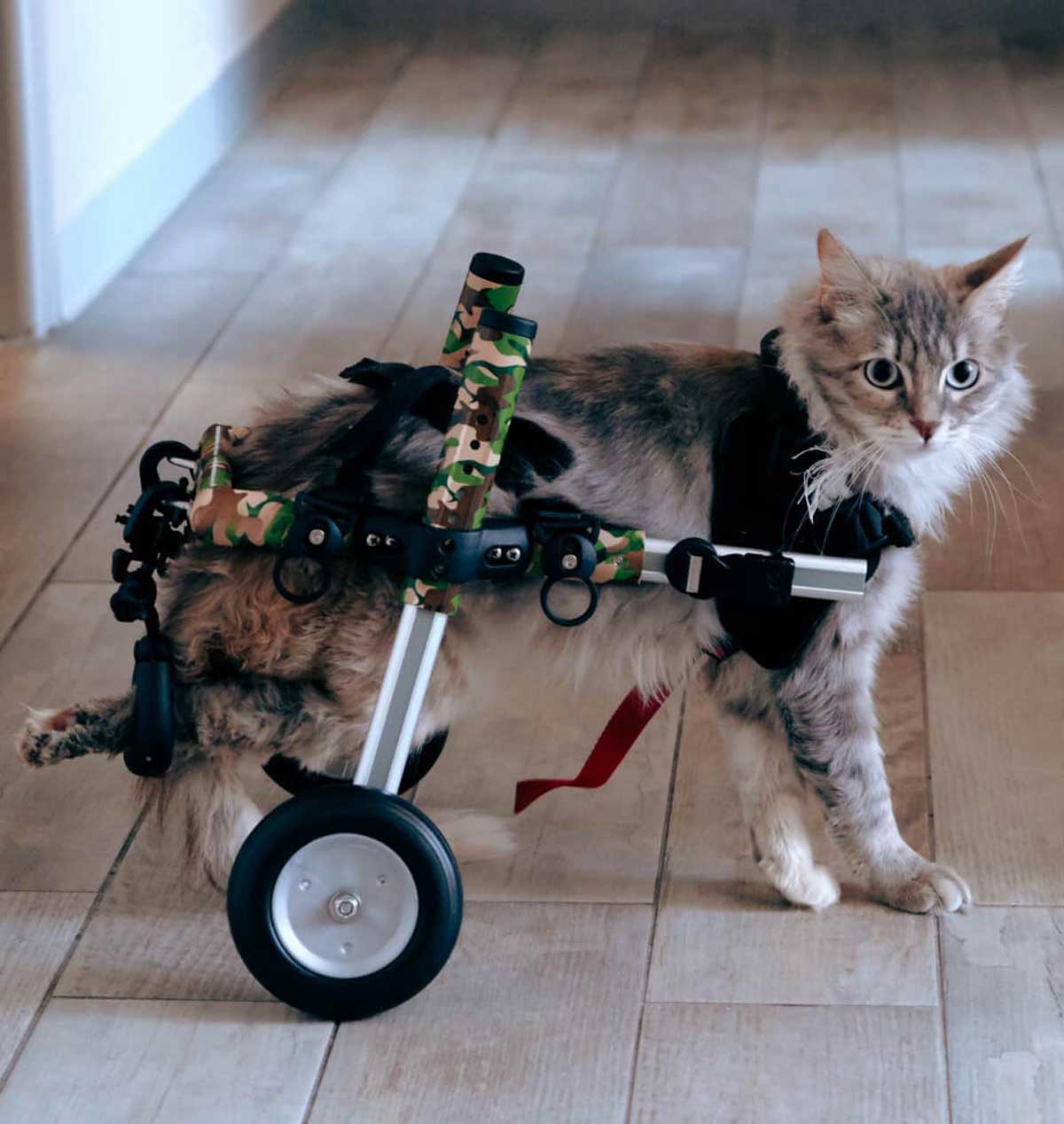 Cat in camouflage wheelchair cart for rehabilitation and mobility