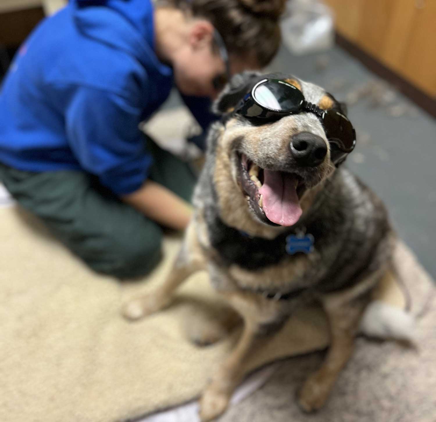 Brown dog participating in rehabilitation session with balance pads