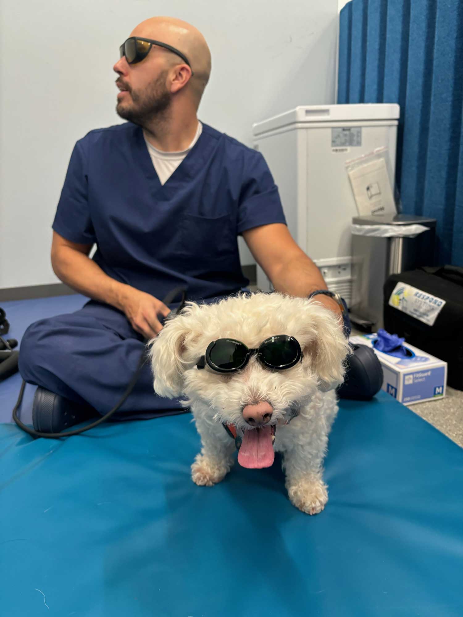White dog wearing protective goggles during ESWT shockwave therapy session