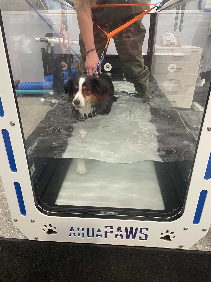 Close-up of a dog on underwater treadmill with gentle water level