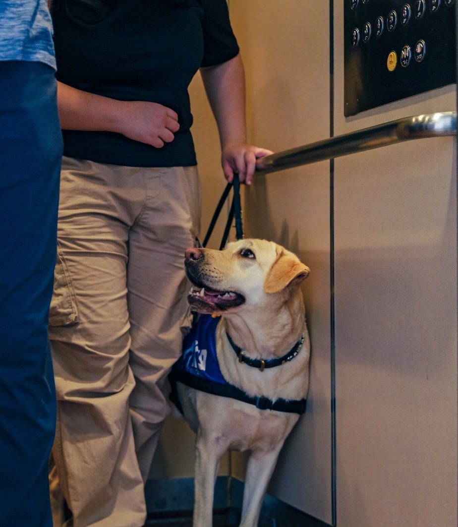 Ambassador Assistance Dog wearing a K9Assistance vest standing in an elevator beside a person holding its leash.