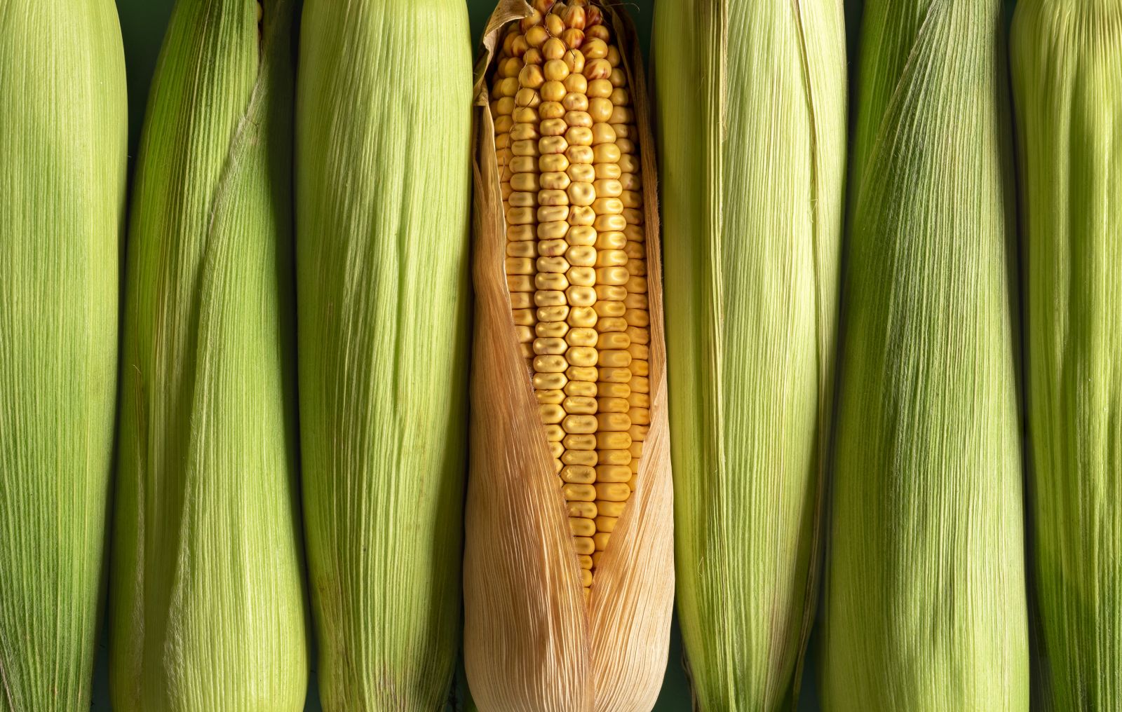Corn Closes Thursday with Losses
