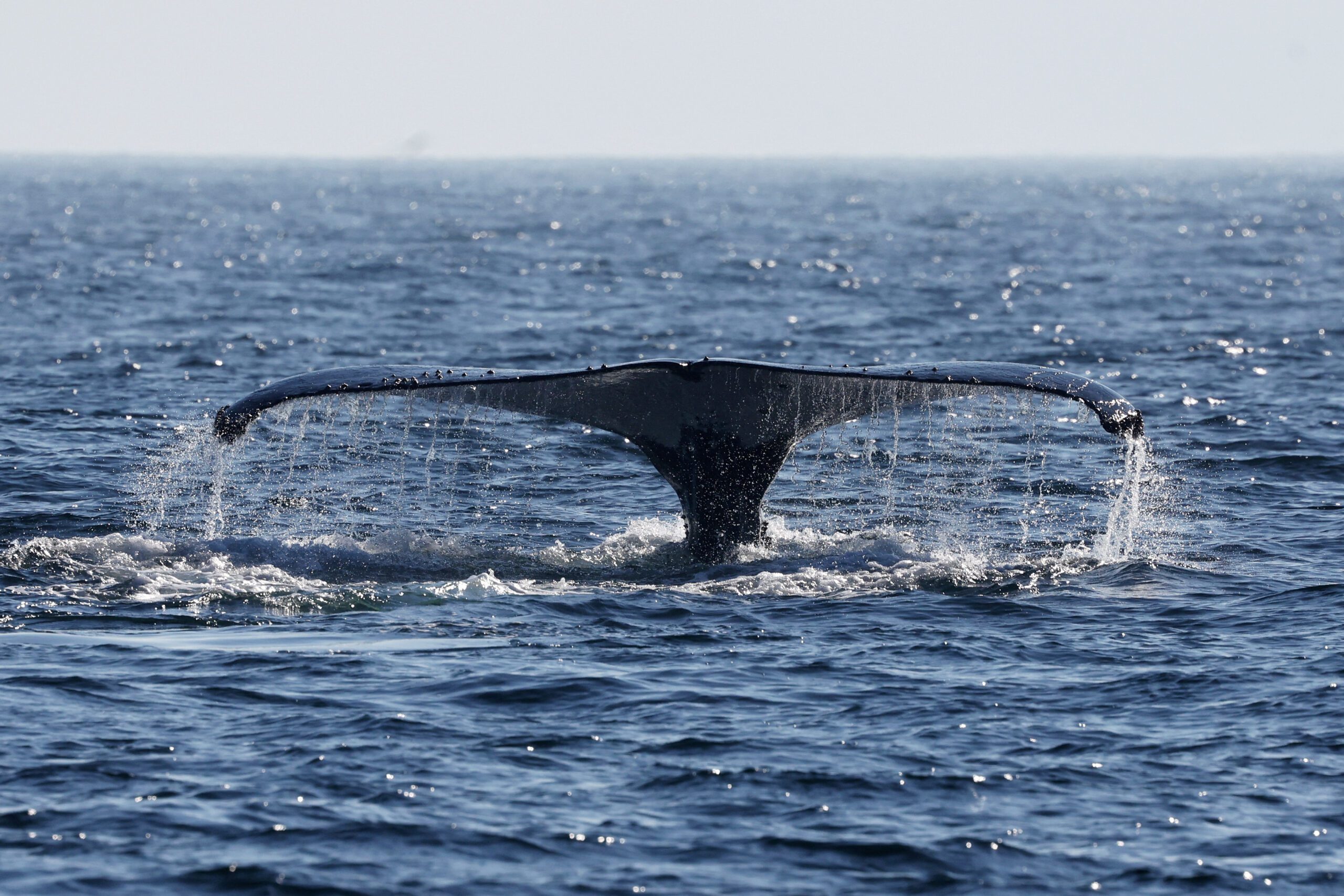 ‘Unprecedented’ Ocean Heat Waves In 2023 Suggest Climate Tipping Point