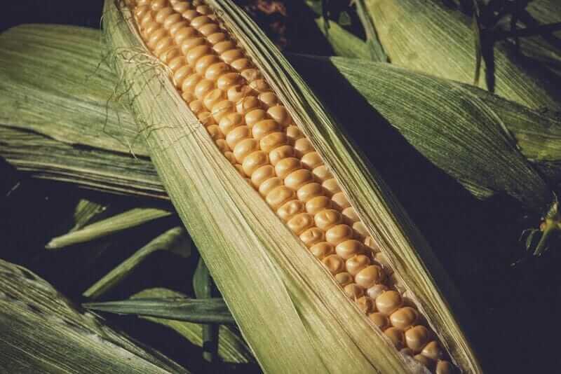 Corn Bulls Pushing Higher to Start Friday