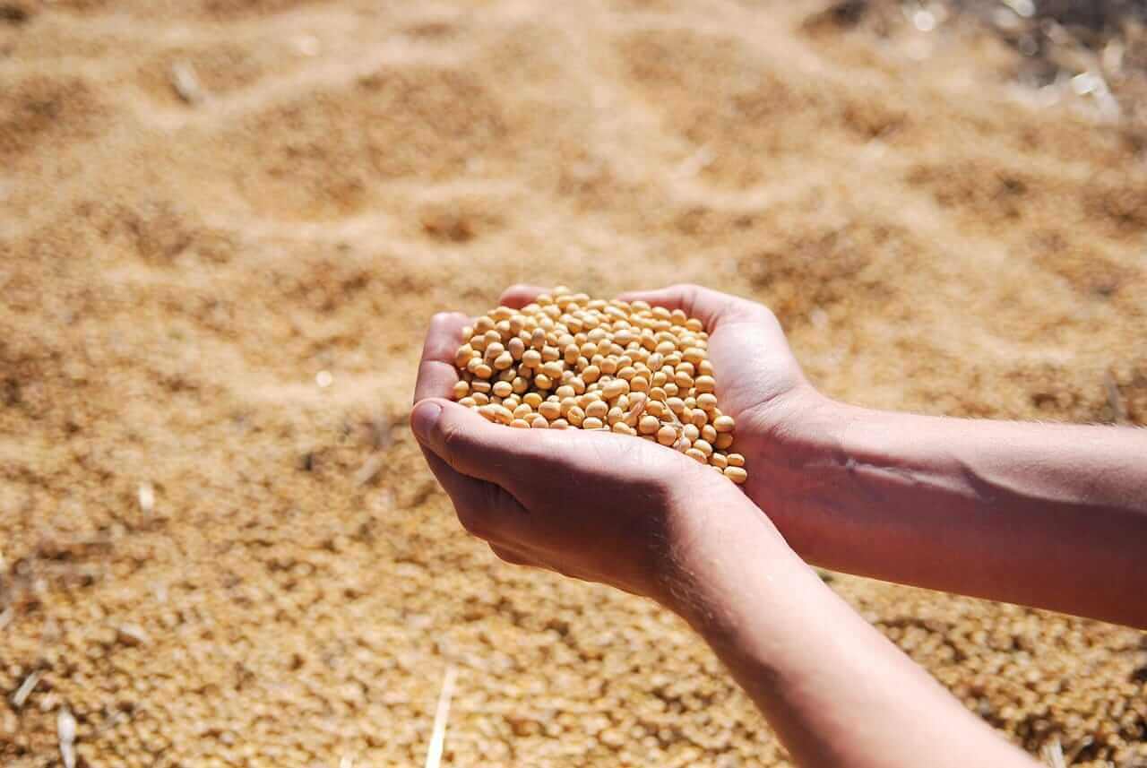 January soybean crush exceeds estimates; charts tell a story