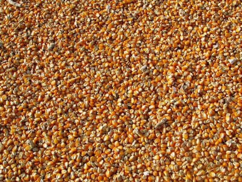 Corn Starting Wednesday Trade with Slight Gains