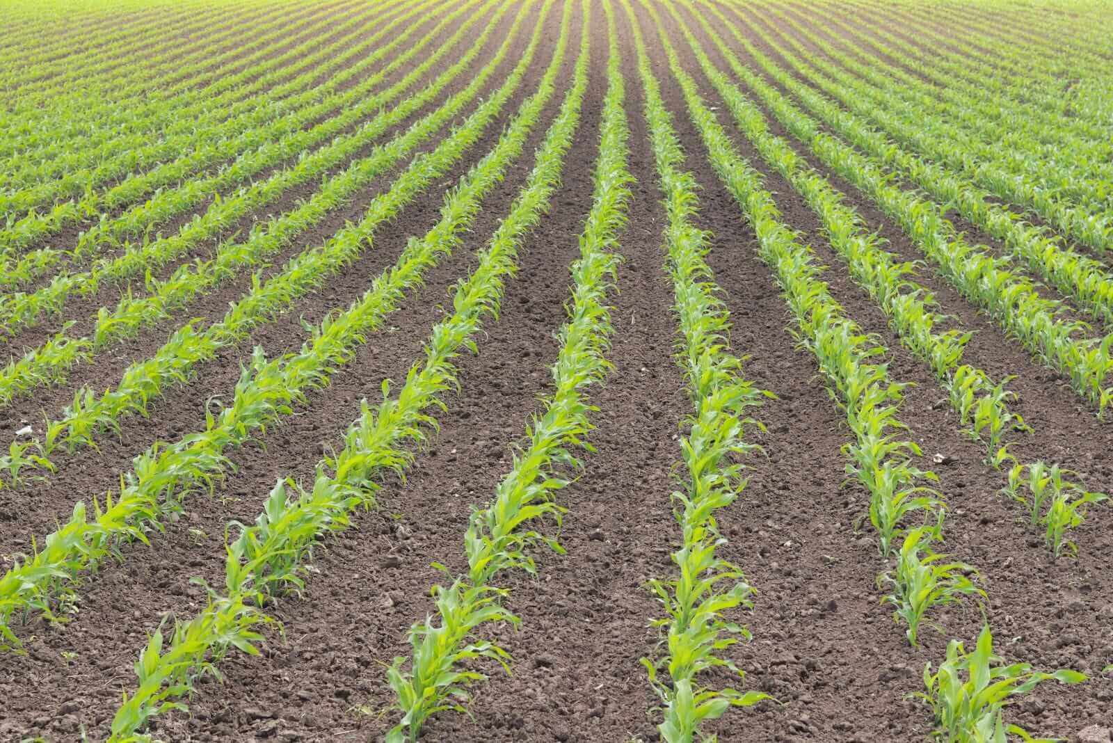 Corn Closes with Thursday Gains