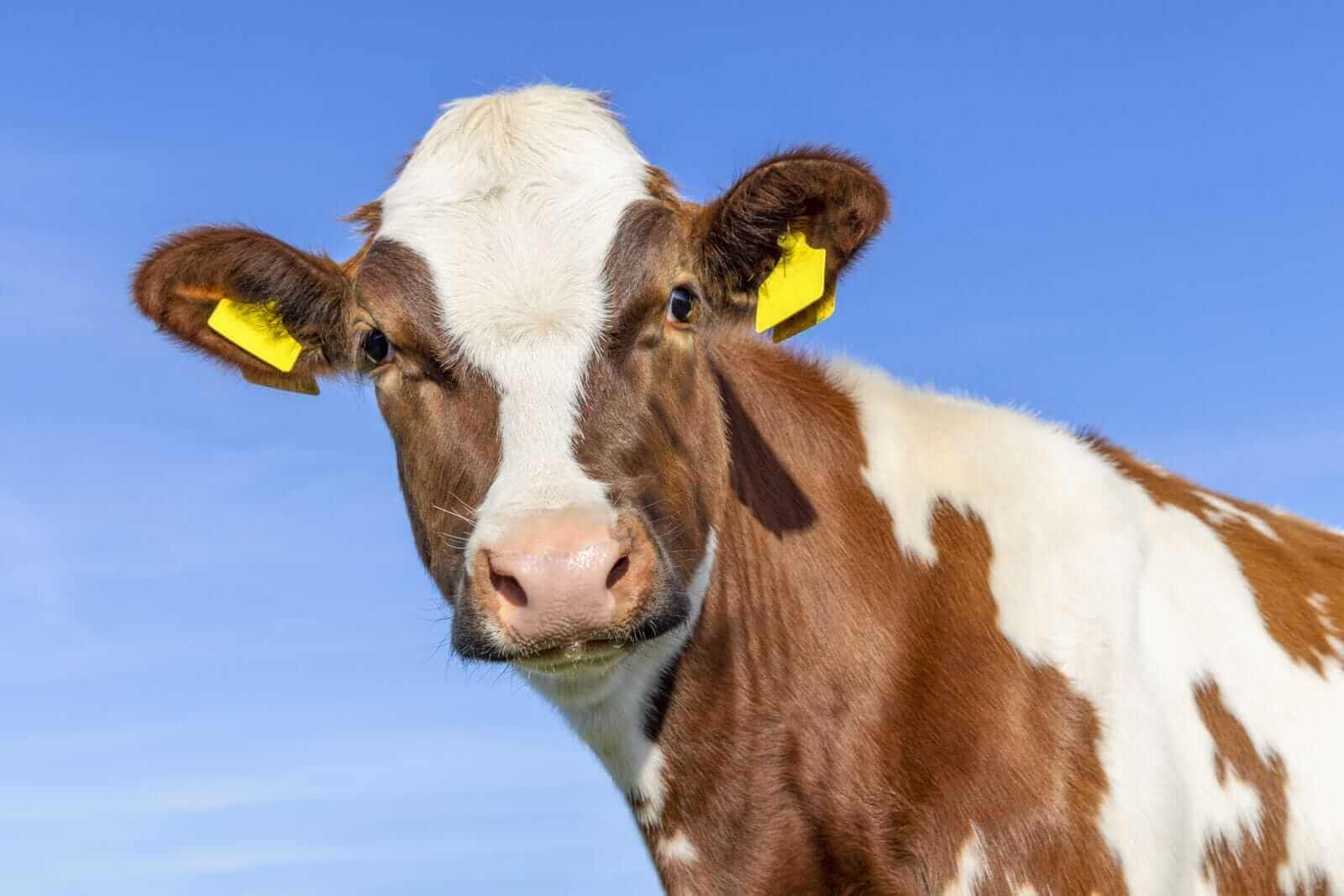 Live Cattle & Feeders On The Run, New Targets