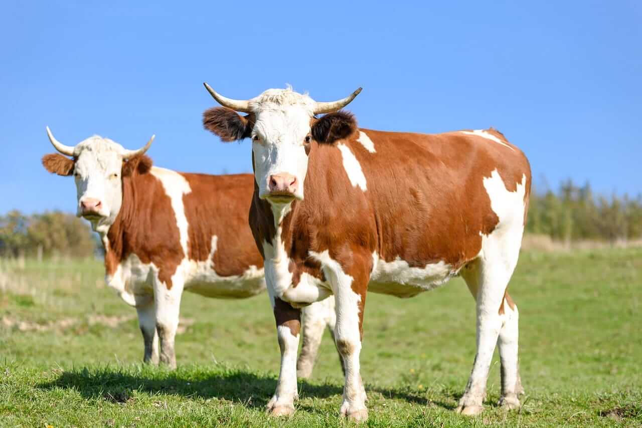 Pure Hedge - Livestock and Grain