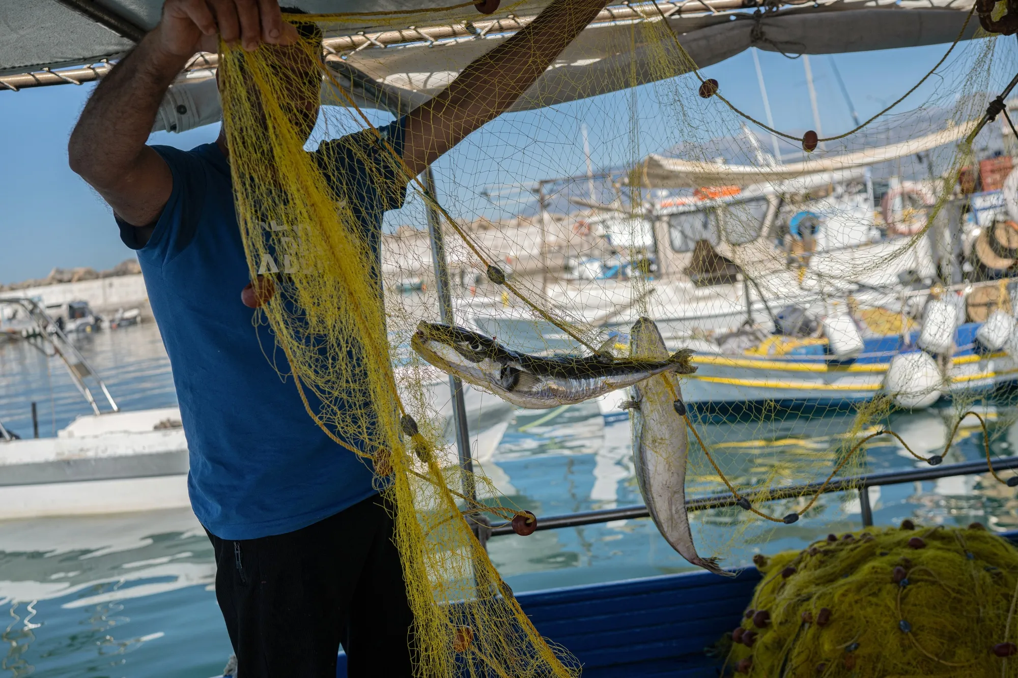 Greece Offers Bounty To Catch Ravenous Fish Lured By Warming Seas