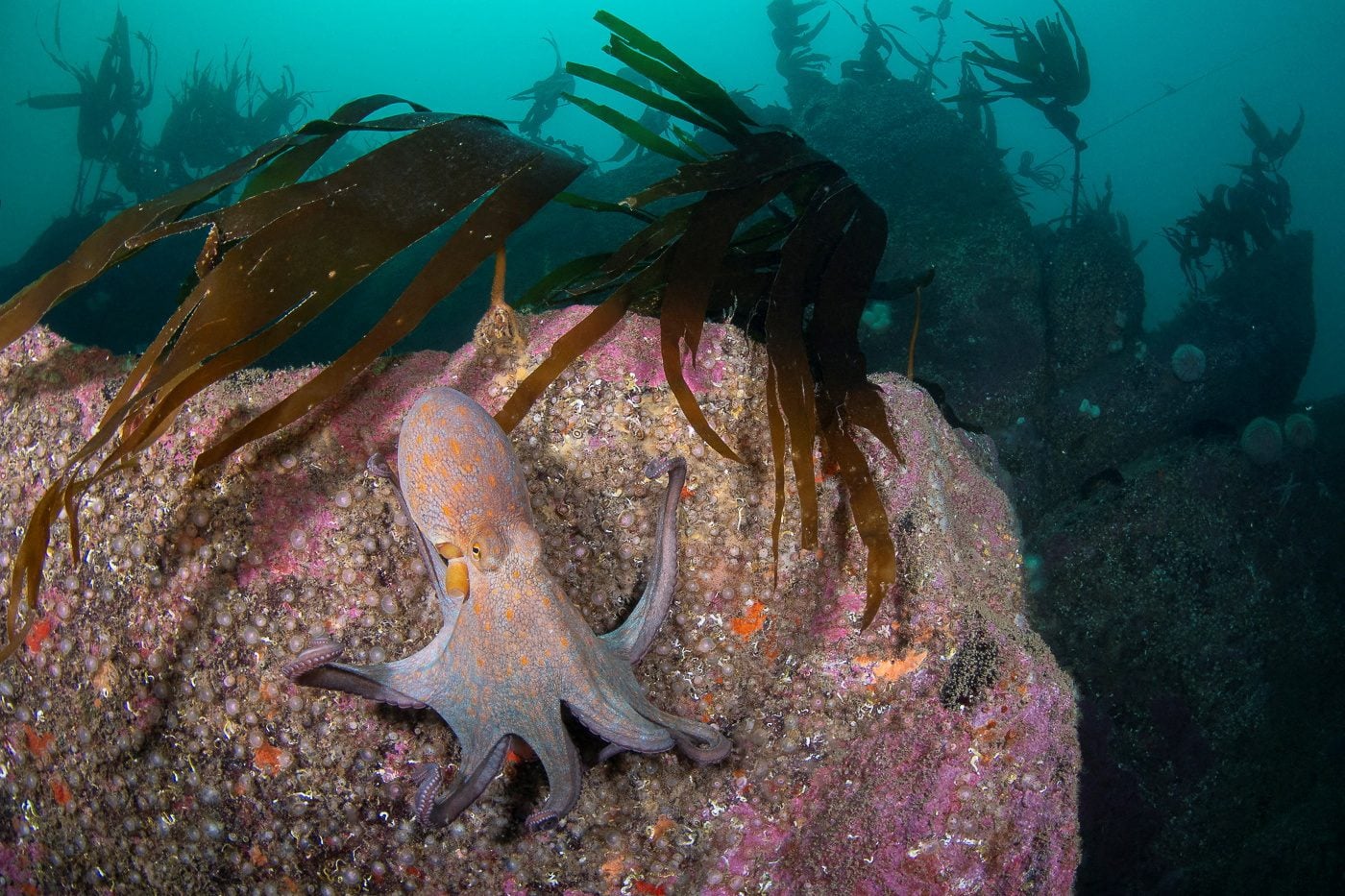 How Europe’s Intensifying Marine Heatwaves Threaten Its Fisheries