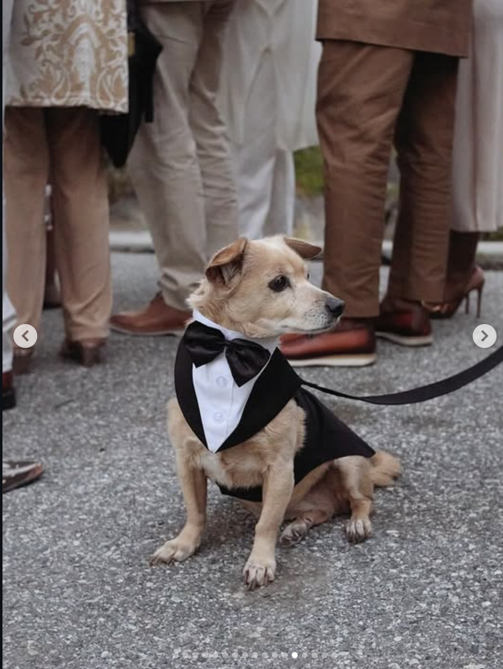 Dog in tuxedo at kat and bryants wedding