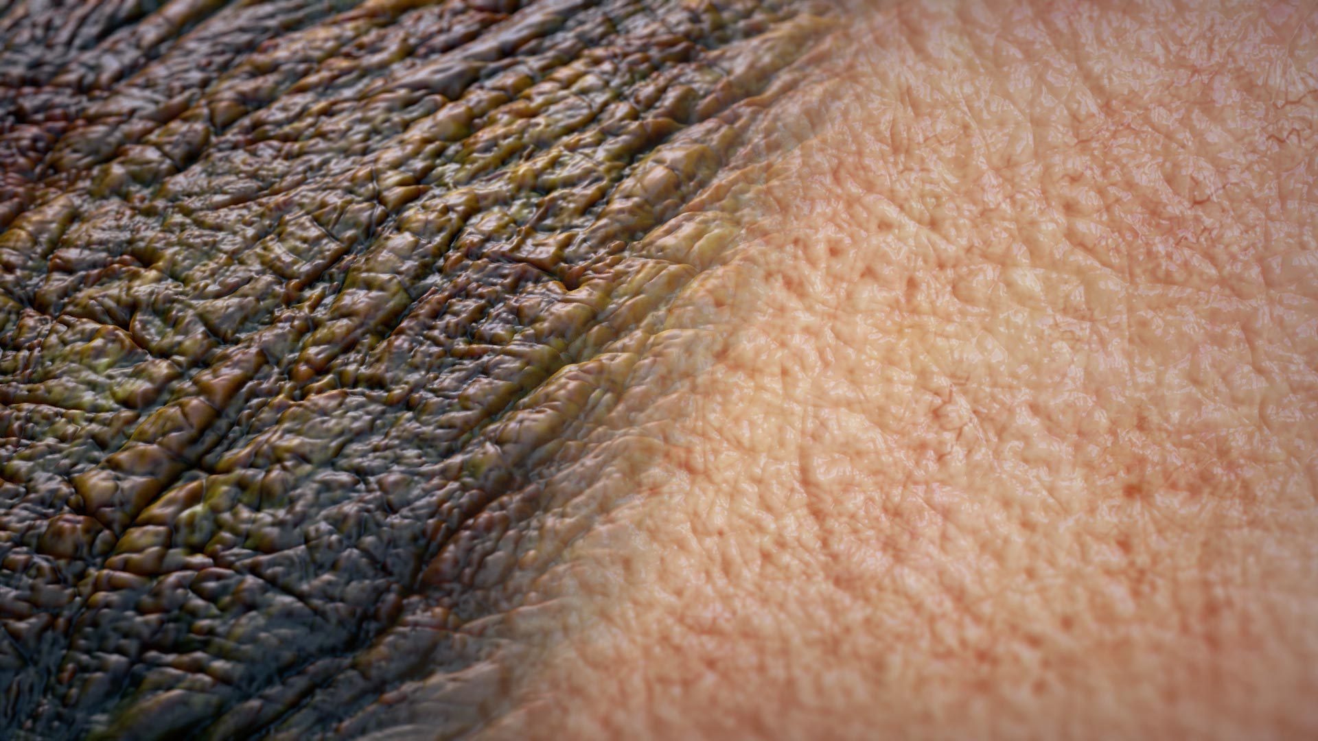 Detailing Brushes