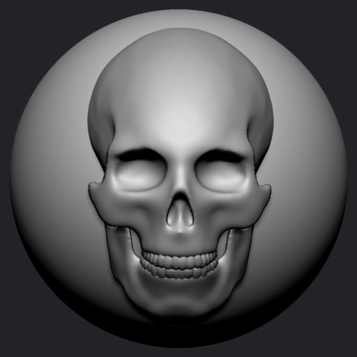 Skull Quick Sketch
