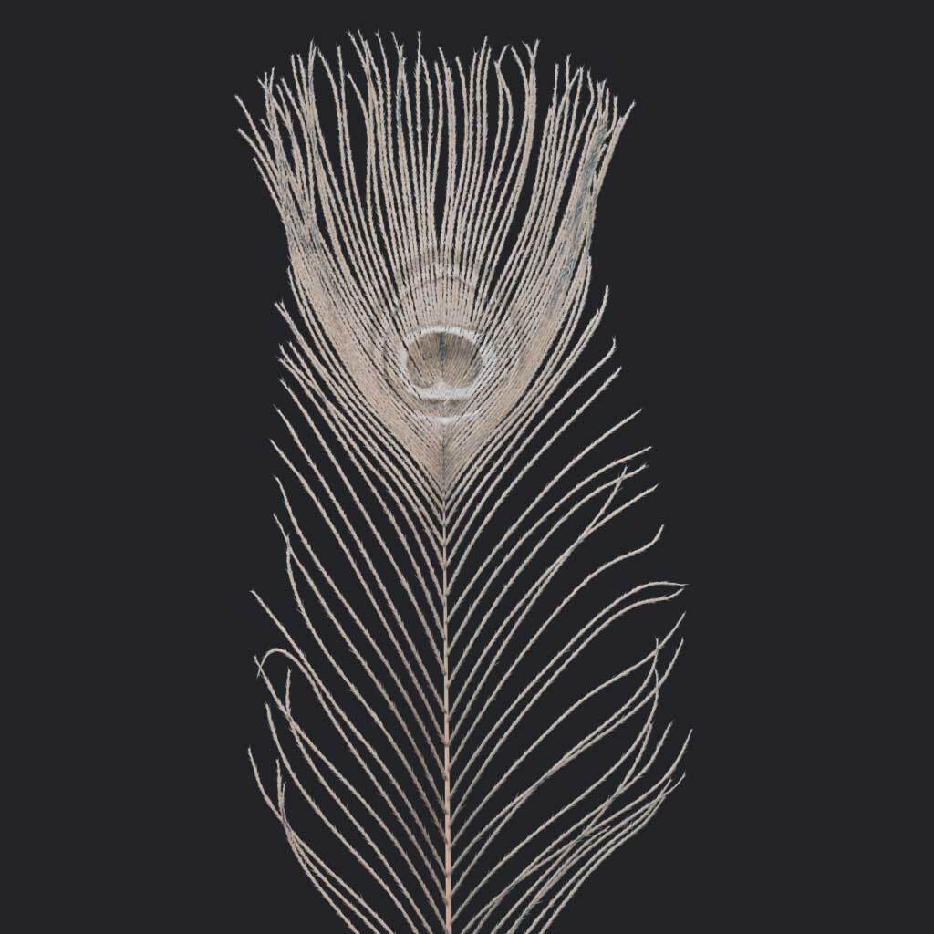 Peacock Feather