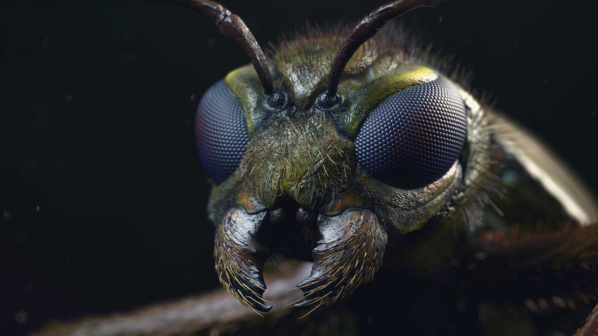 Insect Detailing Brushes for ZBrush